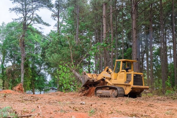 Cost of Trees Clearing in Canonsburg
