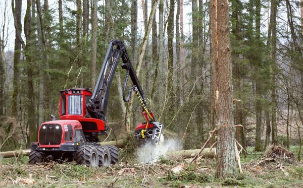 Cost of Forest Clearance Service in Canonsburg