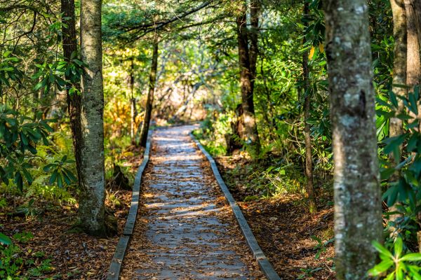 Cost of Trail Clearing in Canonsburg
